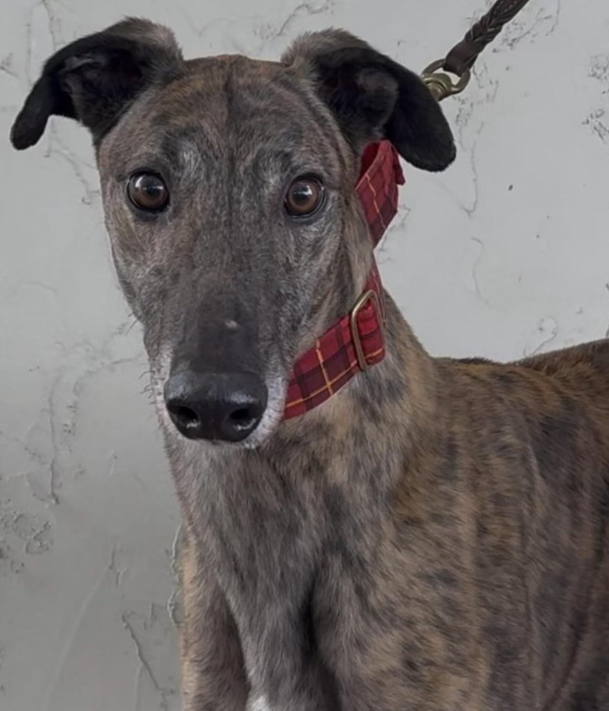 Scotty, ADOPTABLE, Adult Male Greyhound.