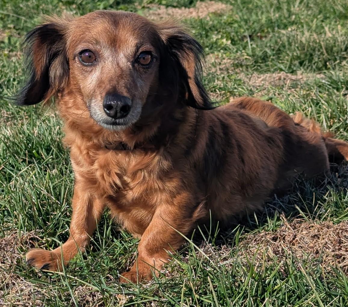 Giselle in TN, a ADOPTABLE mixed breed in Spring Hill, TN image 5/6