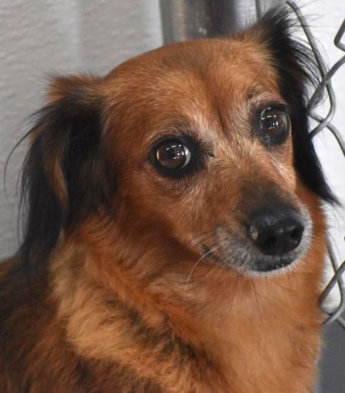 Giselle in TN, ADOPTABLE, Adult Female Dachshund (Long Haired) & Chihuahua.