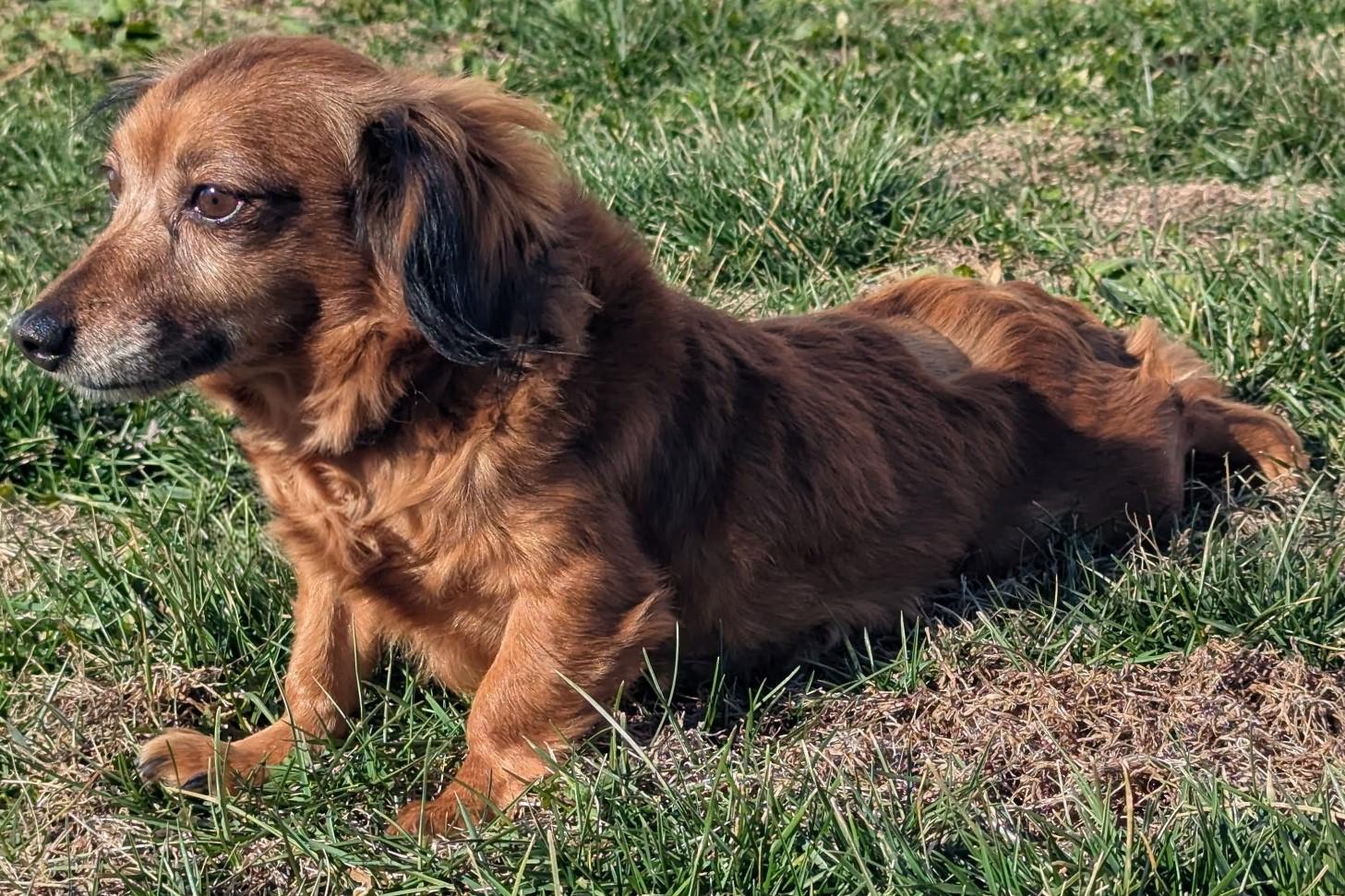 Giselle in TN, a ADOPTABLE mixed breed in Spring Hill, TN image 6/6