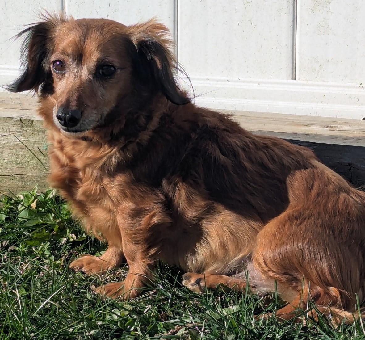 Giselle in TN, a ADOPTABLE mixed breed in Spring Hill, TN image 4/6