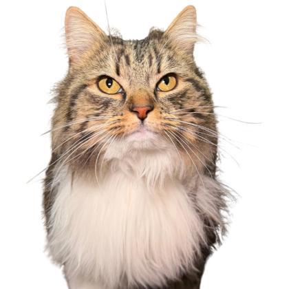 Tigress- PETSMART, Adoptable, Adult Female Domestic Long Hair & Domestic Short Hair.