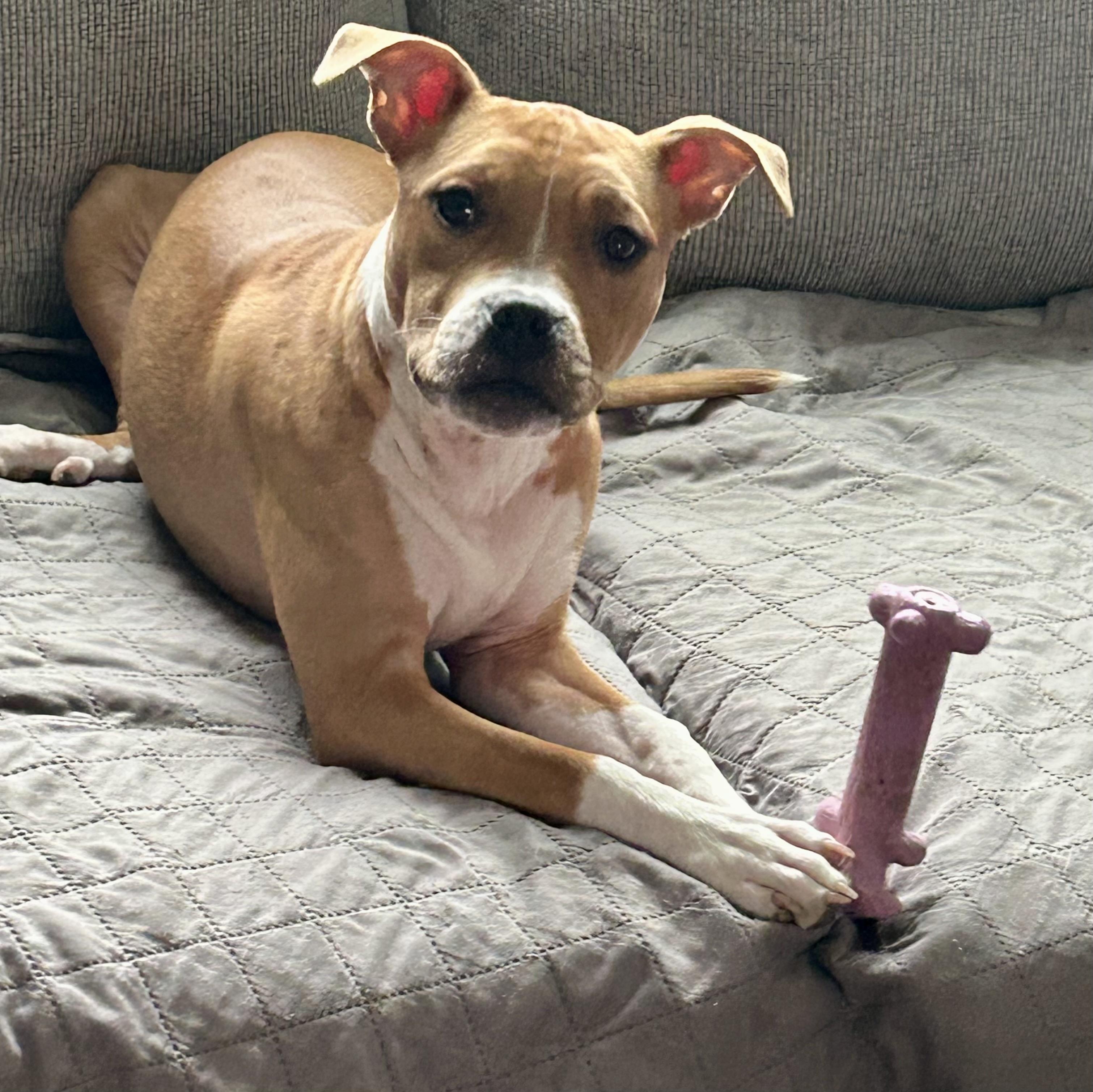 Thelma, a Adoptable Pit Bull Terrier in Buffalo, NY image 1/6