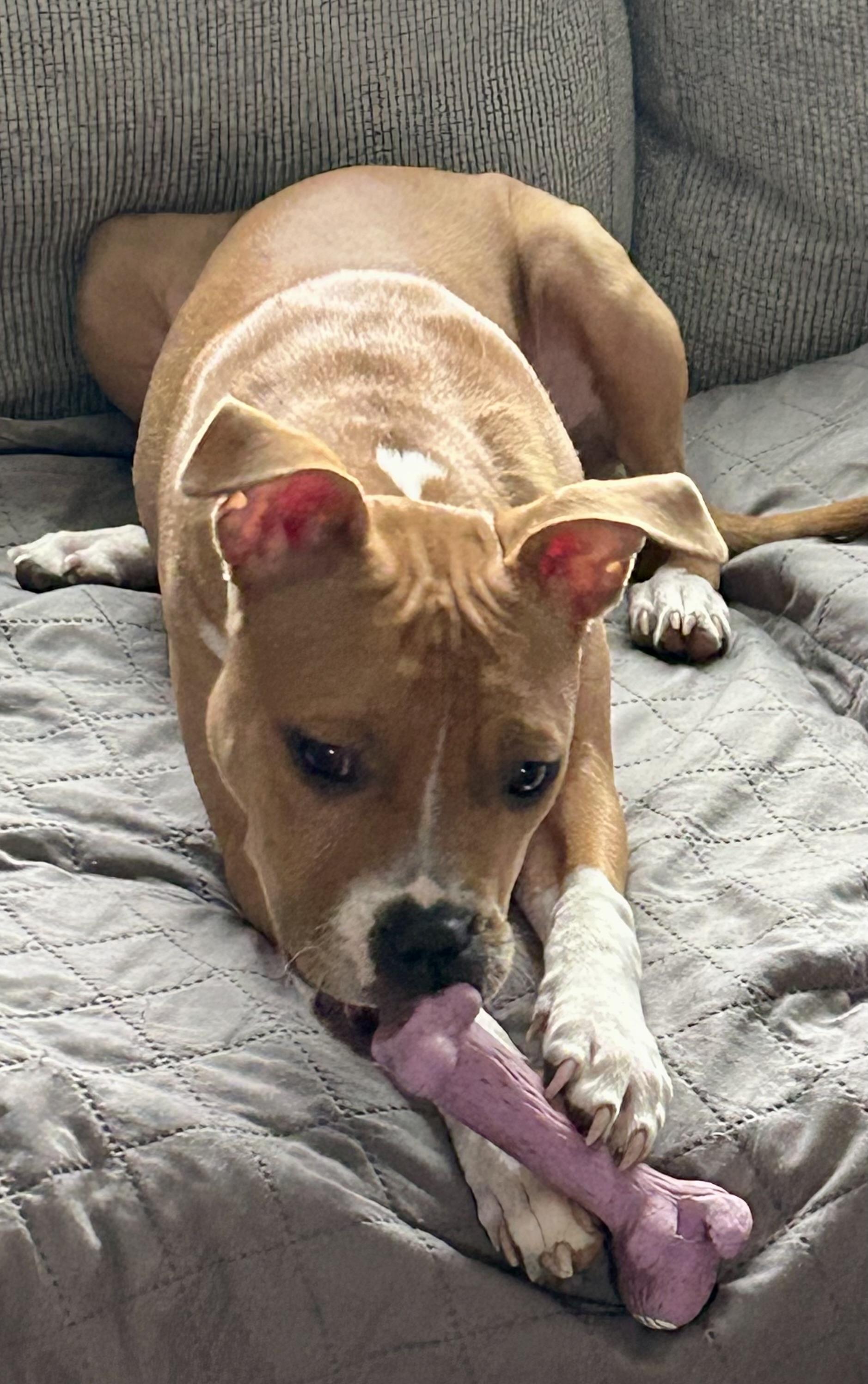 Thelma, a Adoptable Pit Bull Terrier in Buffalo, NY image 6/6