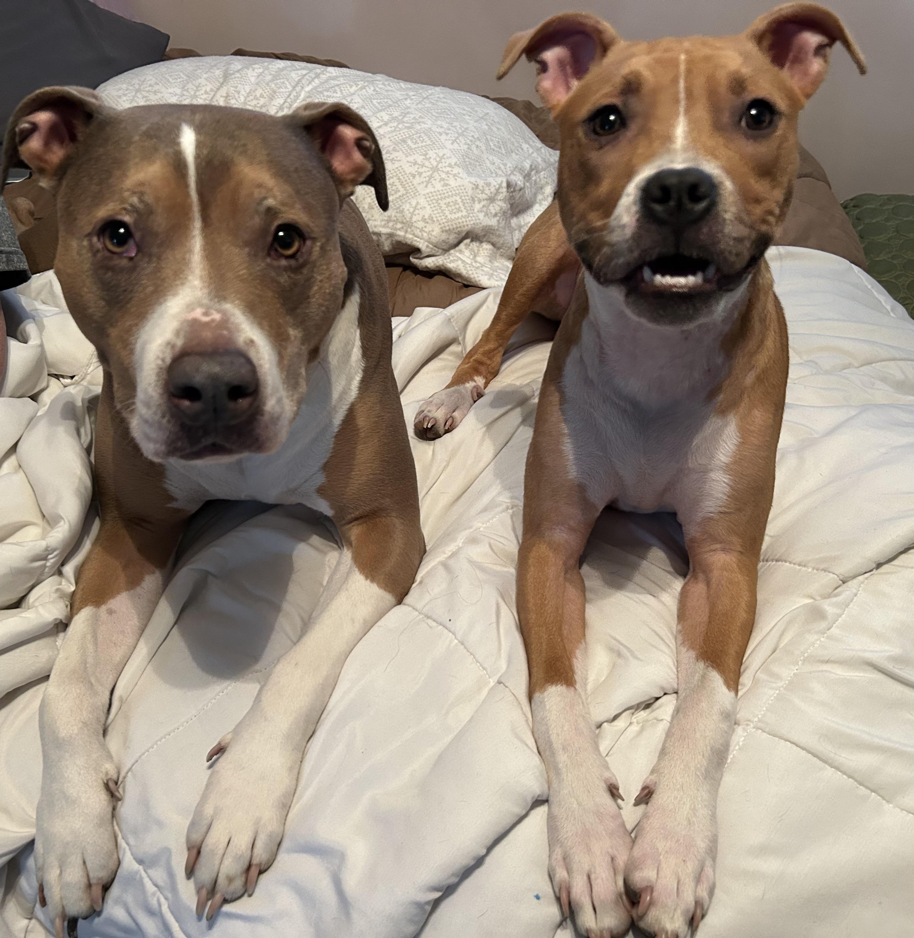 Thelma, a Adoptable Pit Bull Terrier in Buffalo, NY image 5/6