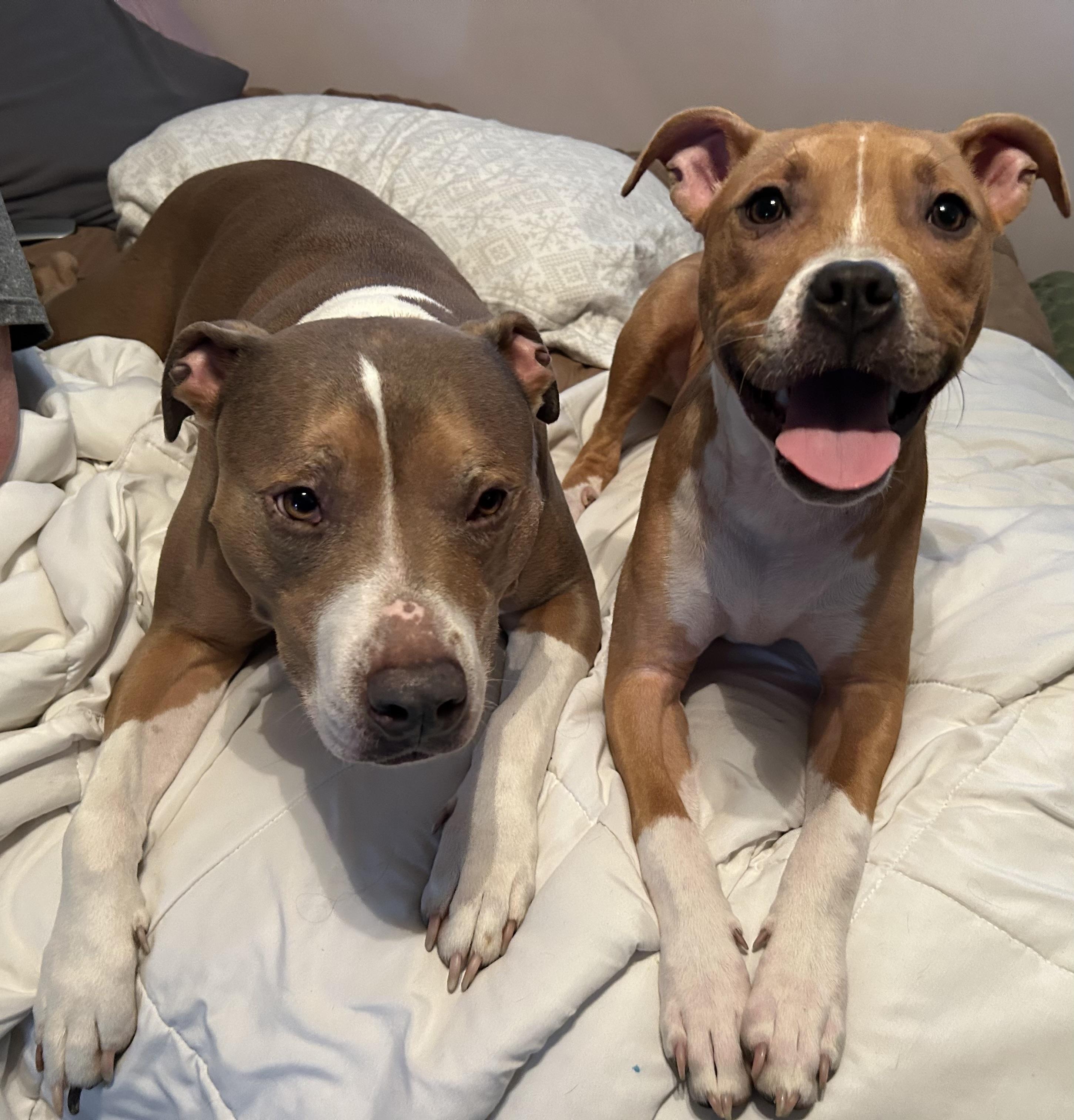 Thelma, a Adoptable Pit Bull Terrier in Buffalo, NY image 4/6