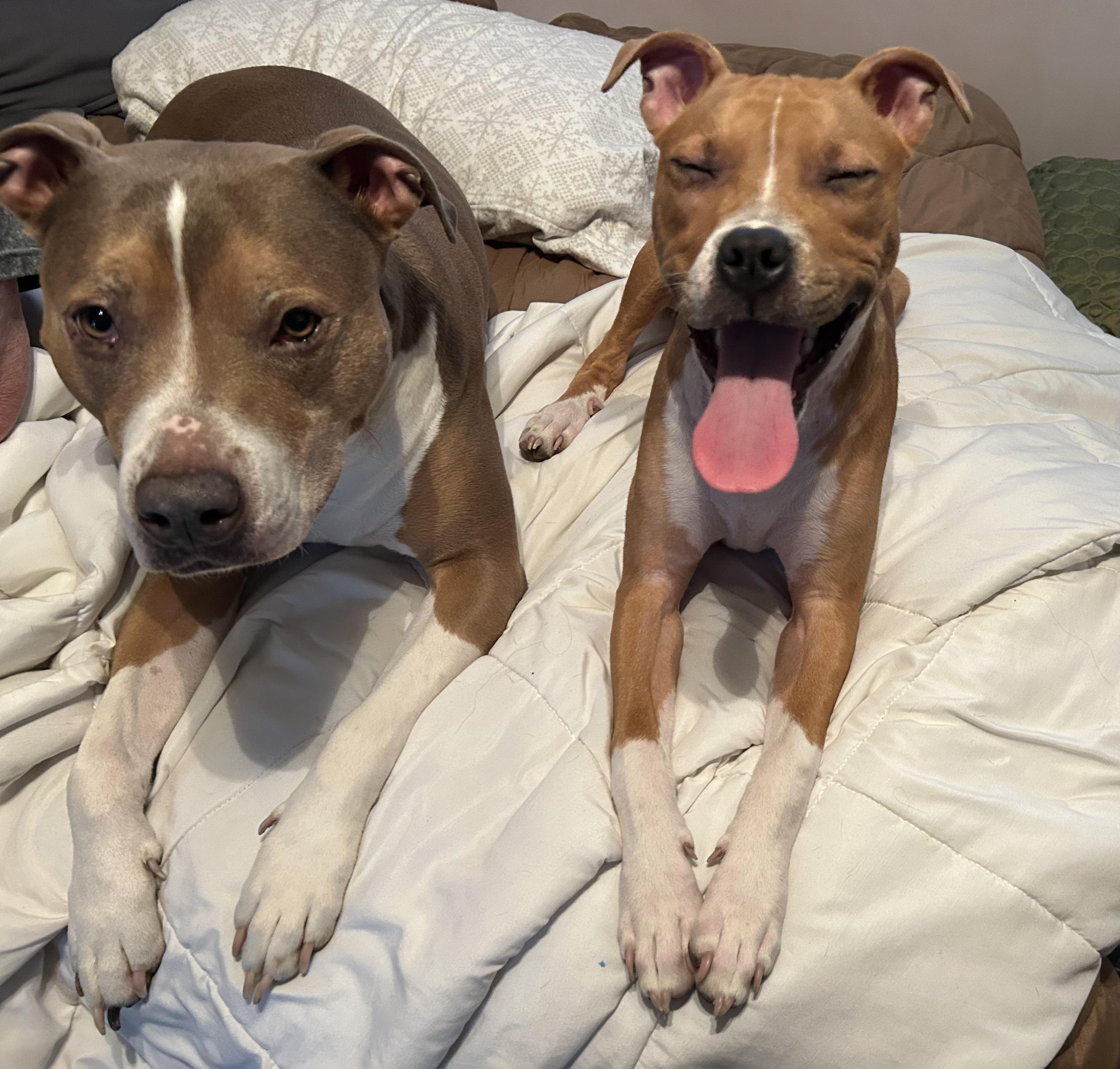 Thelma, a Adoptable Pit Bull Terrier in Buffalo, NY image 3/6