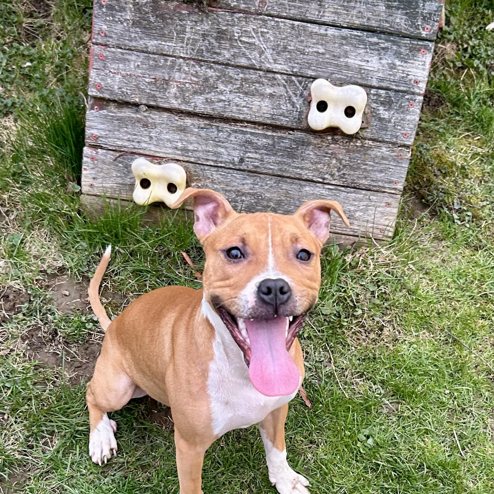 Thelma, a Adoptable Pit Bull Terrier in Buffalo, NY image 2/6