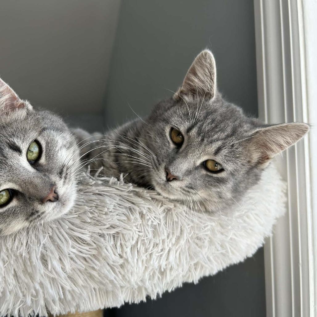 Olive — thumbnail 2