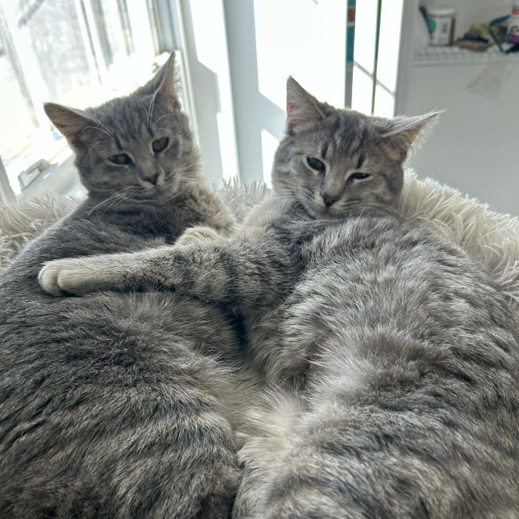 Olive — thumbnail 3