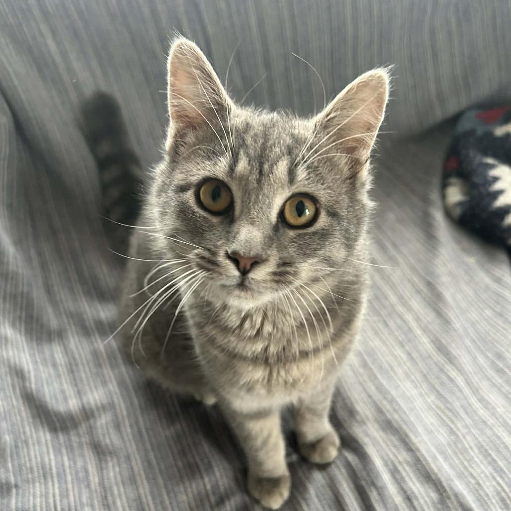 Olive — thumbnail 5