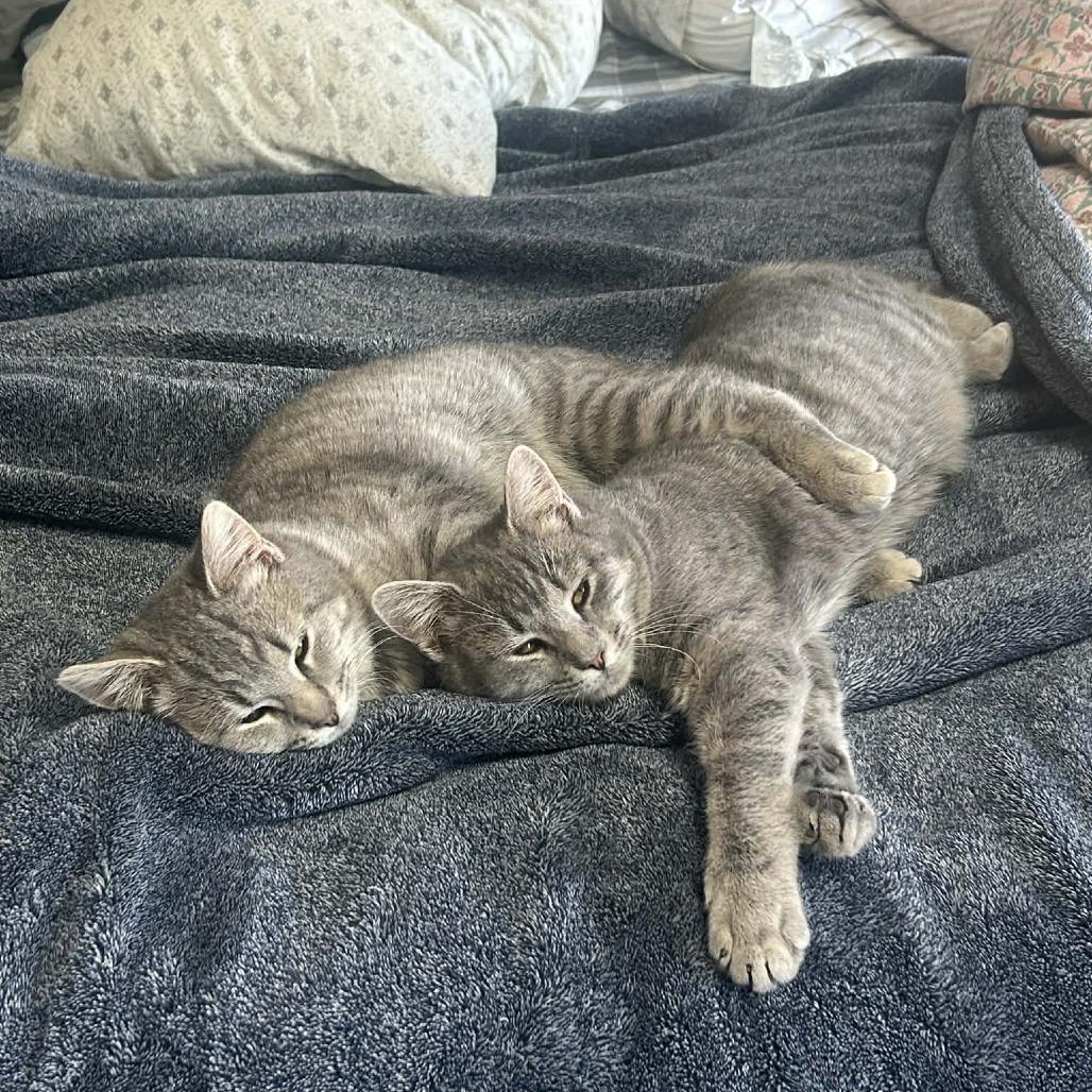 Olive — thumbnail 6