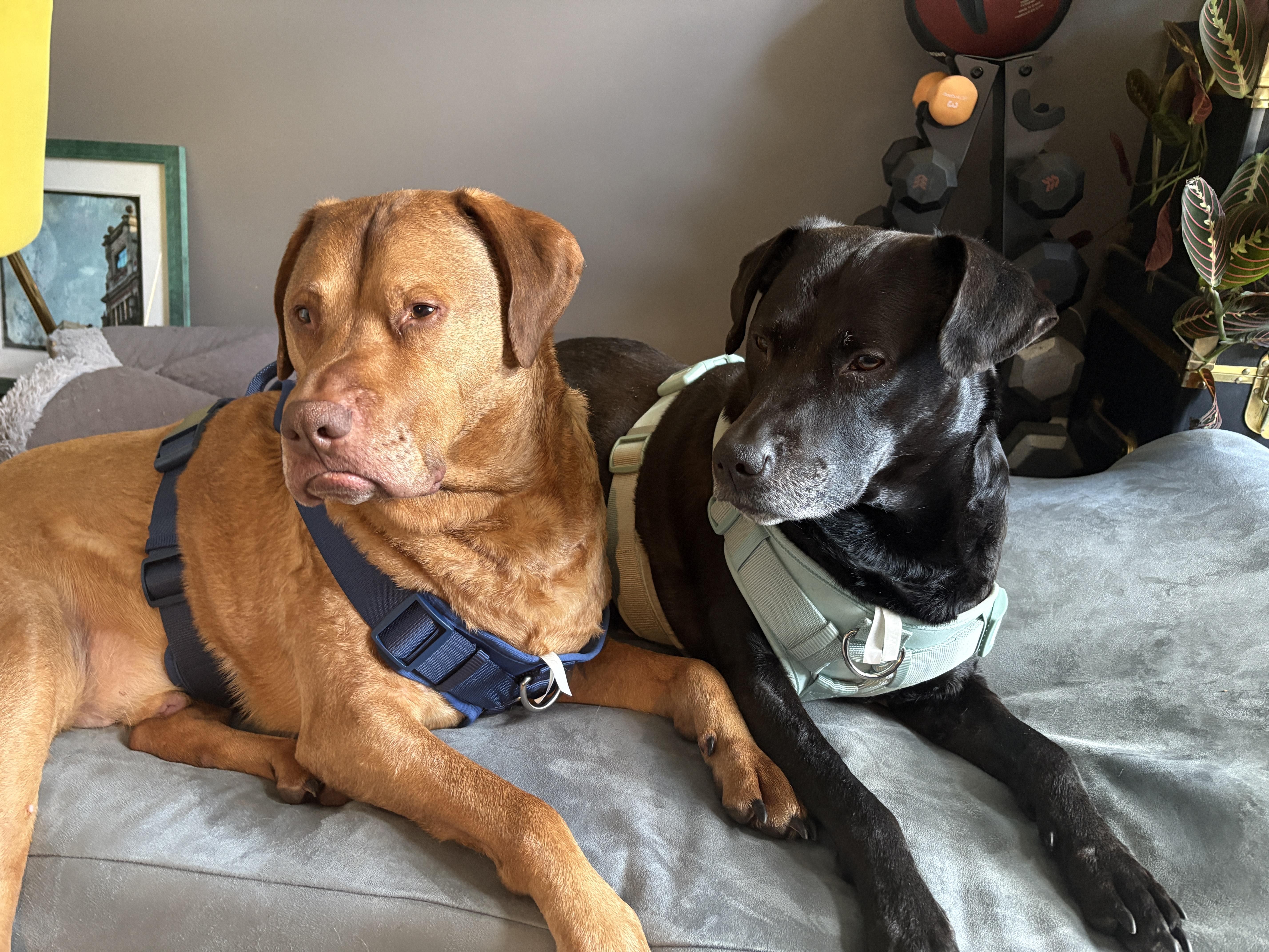 Enlarge Shea #3631 Shadow#3632 Bonded Pair, a Adoptable mixed breed in Warrington, PA image 4/5