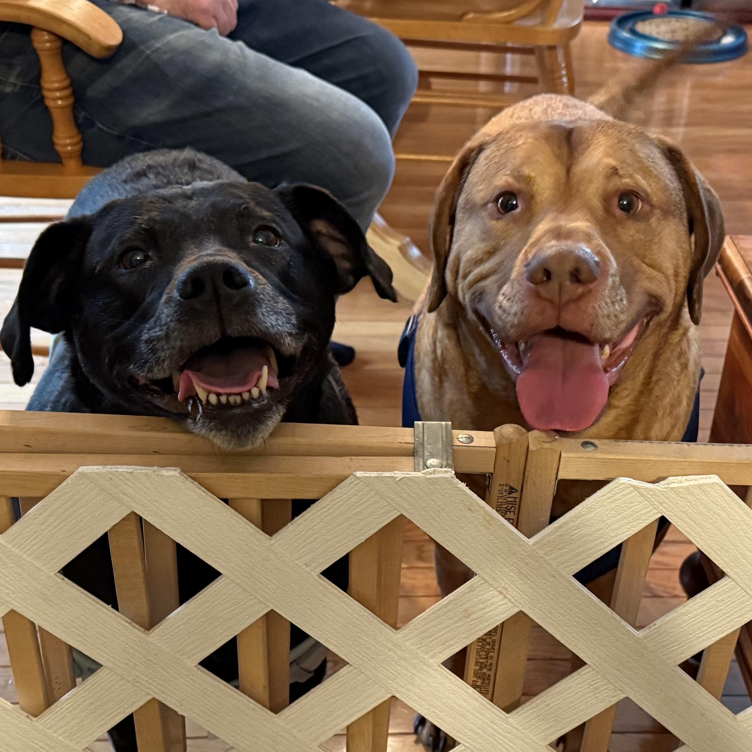 Shea #3631 Shadow#3632 Bonded Pair, Adoptable, Senior Male Labrador Retriever.