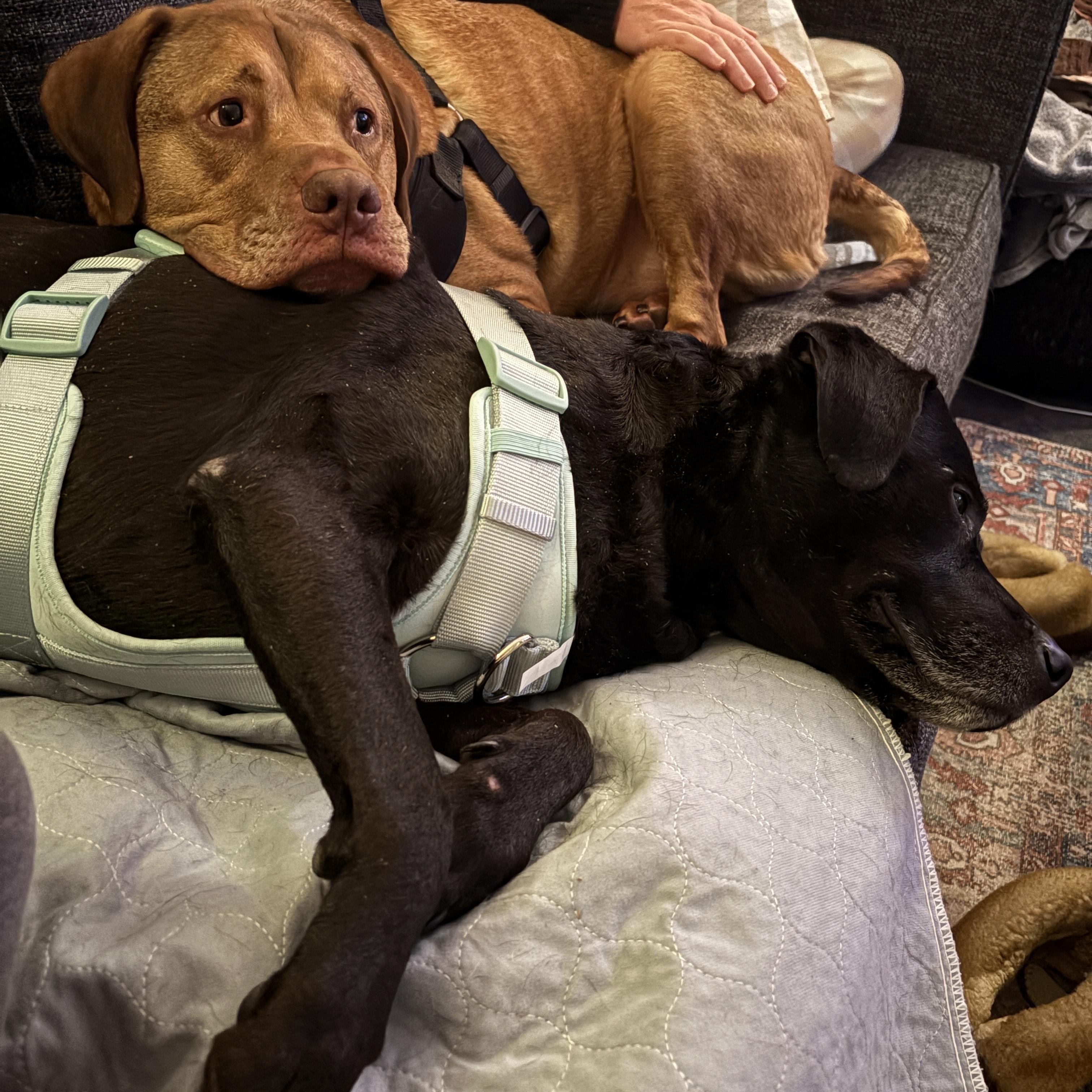 Enlarge Shea #3631 Shadow#3632 Bonded Pair, a Adoptable mixed breed in Warrington, PA image 3/5