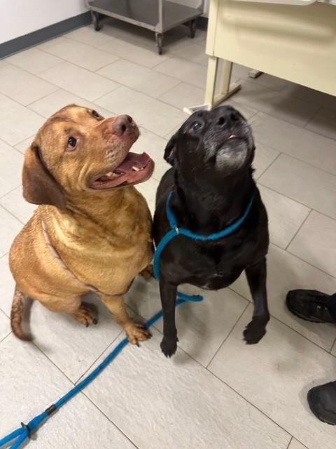 Enlarge Shea #3631 Shadow#3632 Bonded Pair, a Adoptable mixed breed in Warrington, PA image 5/5