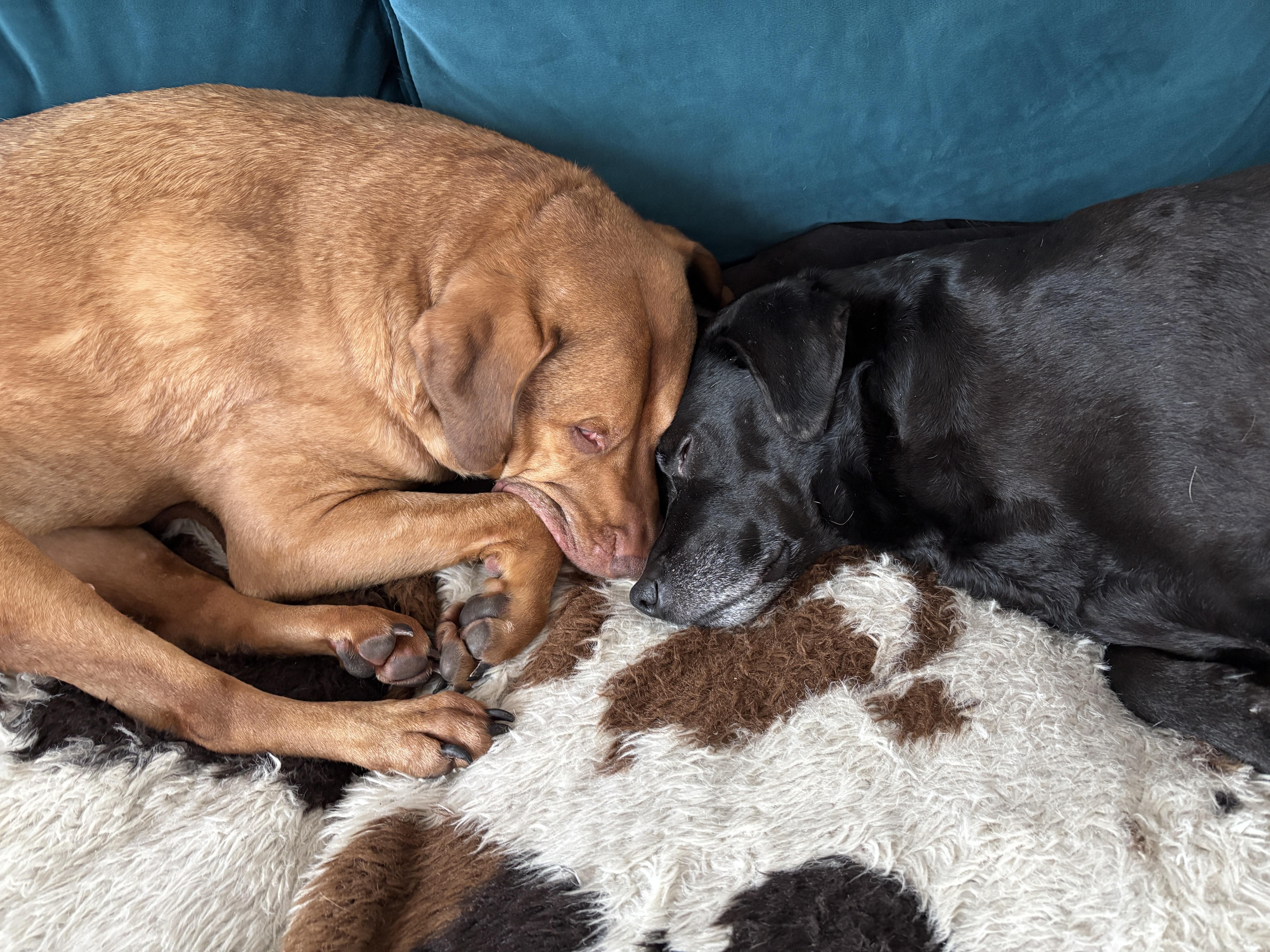 Enlarge Shea #3631 Shadow#3632 Bonded Pair, a Adoptable mixed breed in Warrington, PA image 2/5