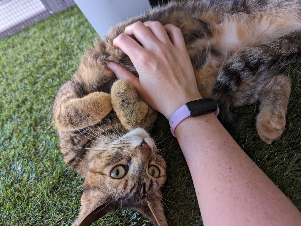 Lovey, an adoptable Domestic Short Hair in Gilbert, AZ image 3/5