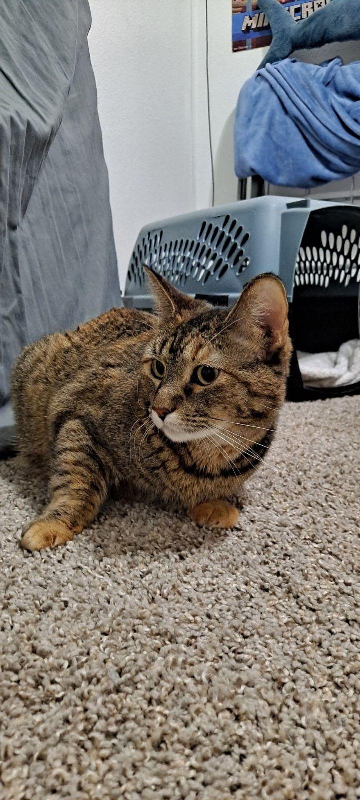 Lovey, an adoptable Domestic Short Hair in Gilbert, AZ image 1/5