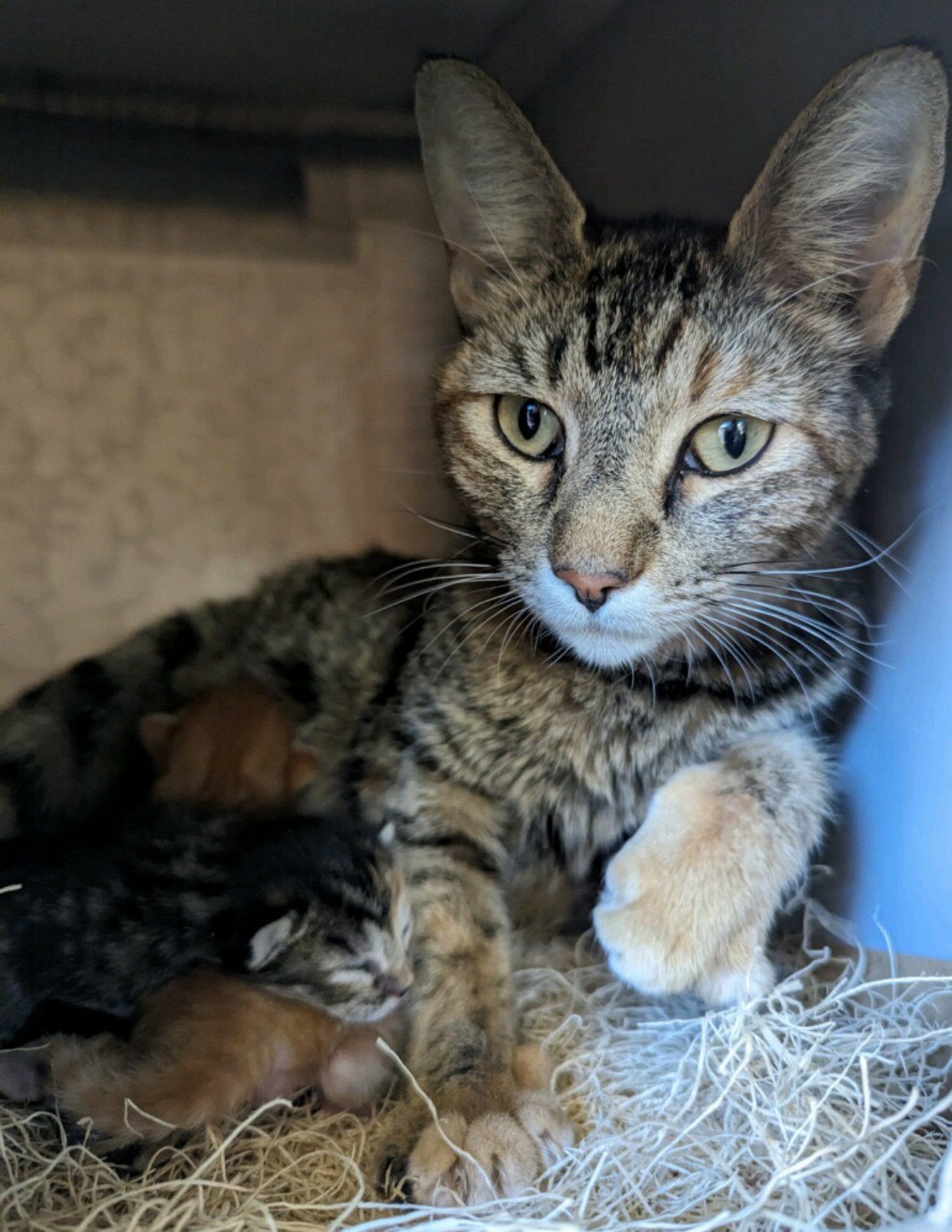 Lovey, an adoptable Domestic Short Hair in Gilbert, AZ image 4/5
