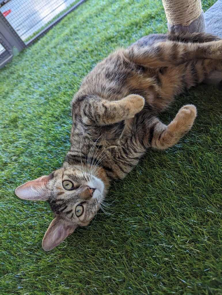 Lovey, an adoptable Domestic Short Hair in Gilbert, AZ image 2/5