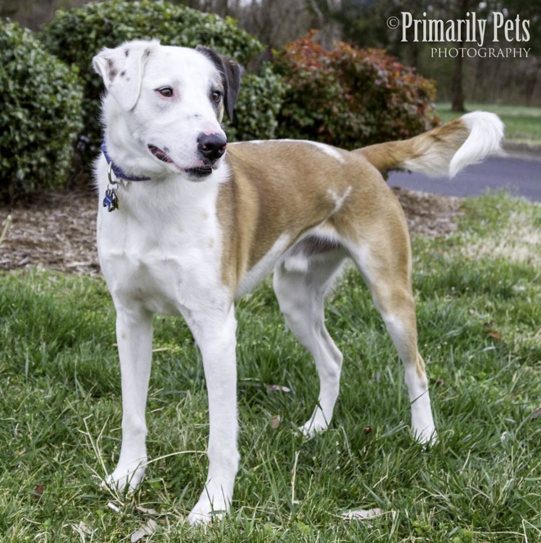 Neo, Adoptable, Adult Male Labrador Retriever & Australian Shepherd.