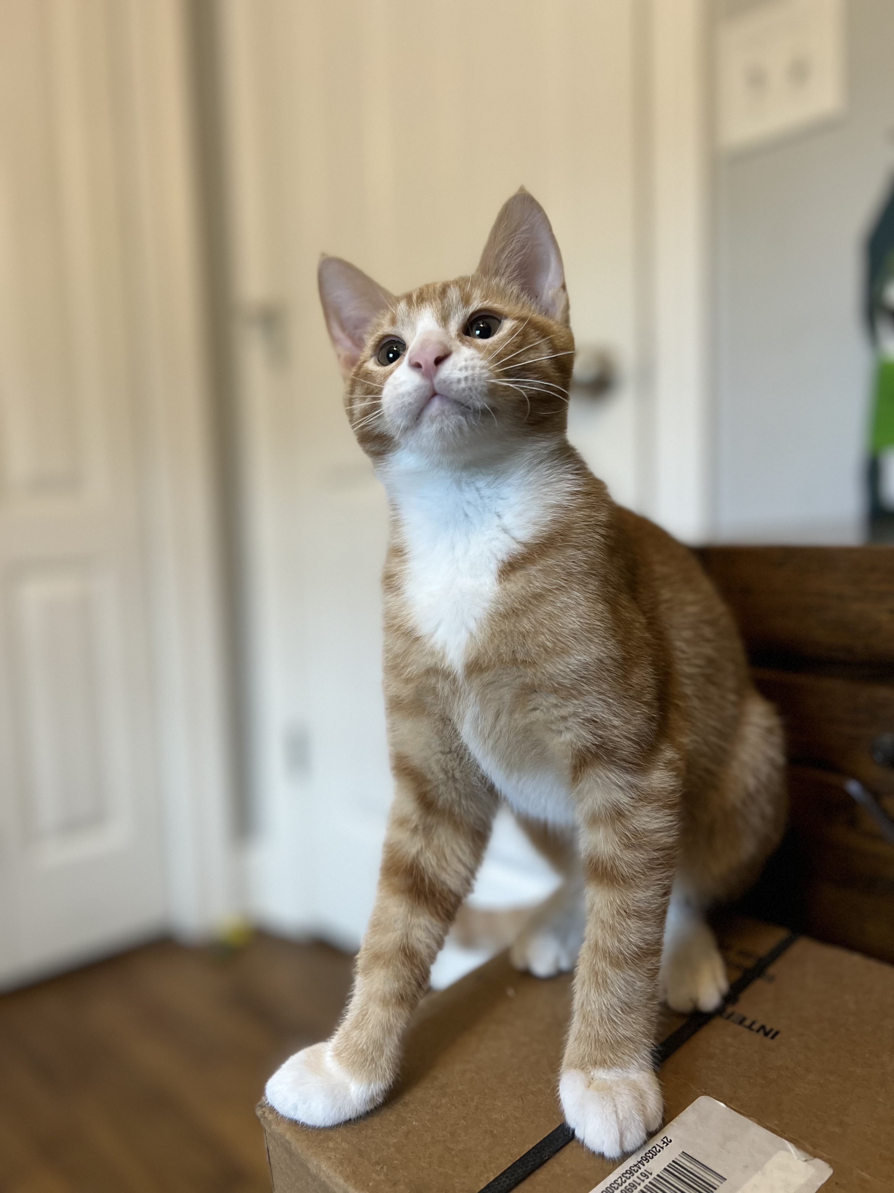 Cat for adoption Clem Cat, Dog, Kid Friendly!, a Domestic Short