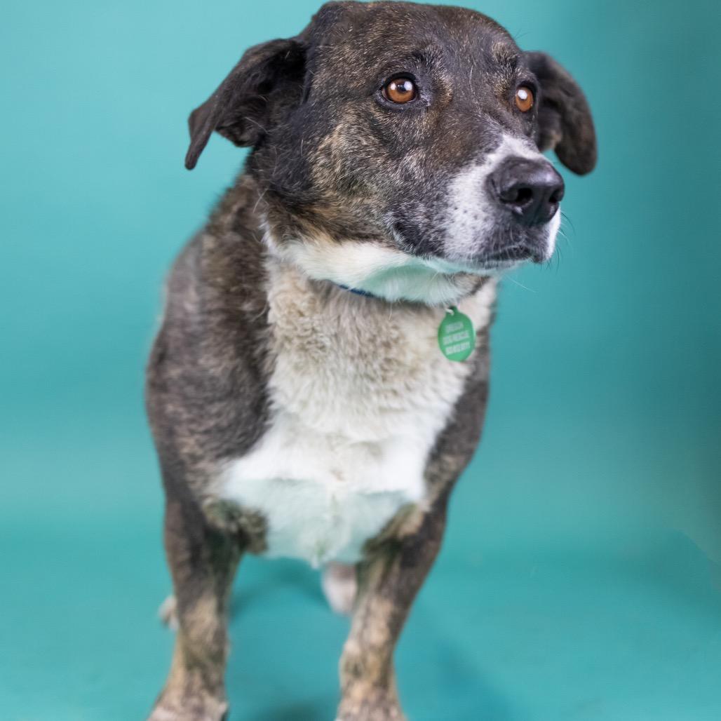 Enlarge Tiger, a Adoptable Mixed Breed in Portland, OR image 1/1