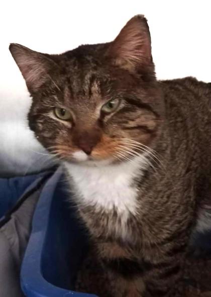 Enlarge Cal, a Adoptable mixed breed in Waupaca, WI image 1/1