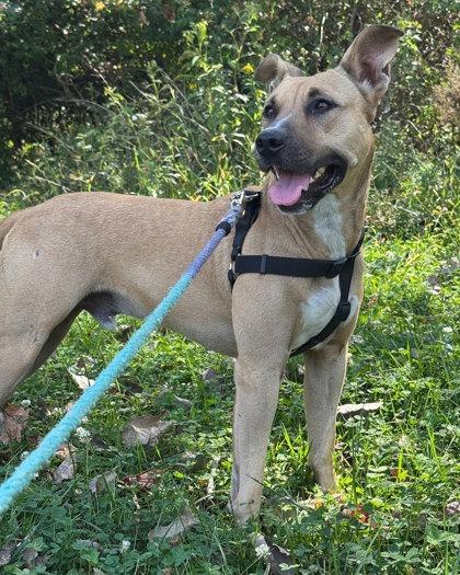 Beardsley, Adoptable, Adult Male Shepherd & Mixed Breed.