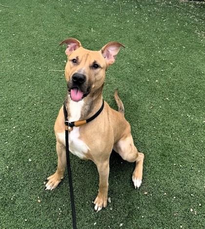 Enlarge Beardsley, a Adoptable mixed breed in Twinsburg, OH image 6/6