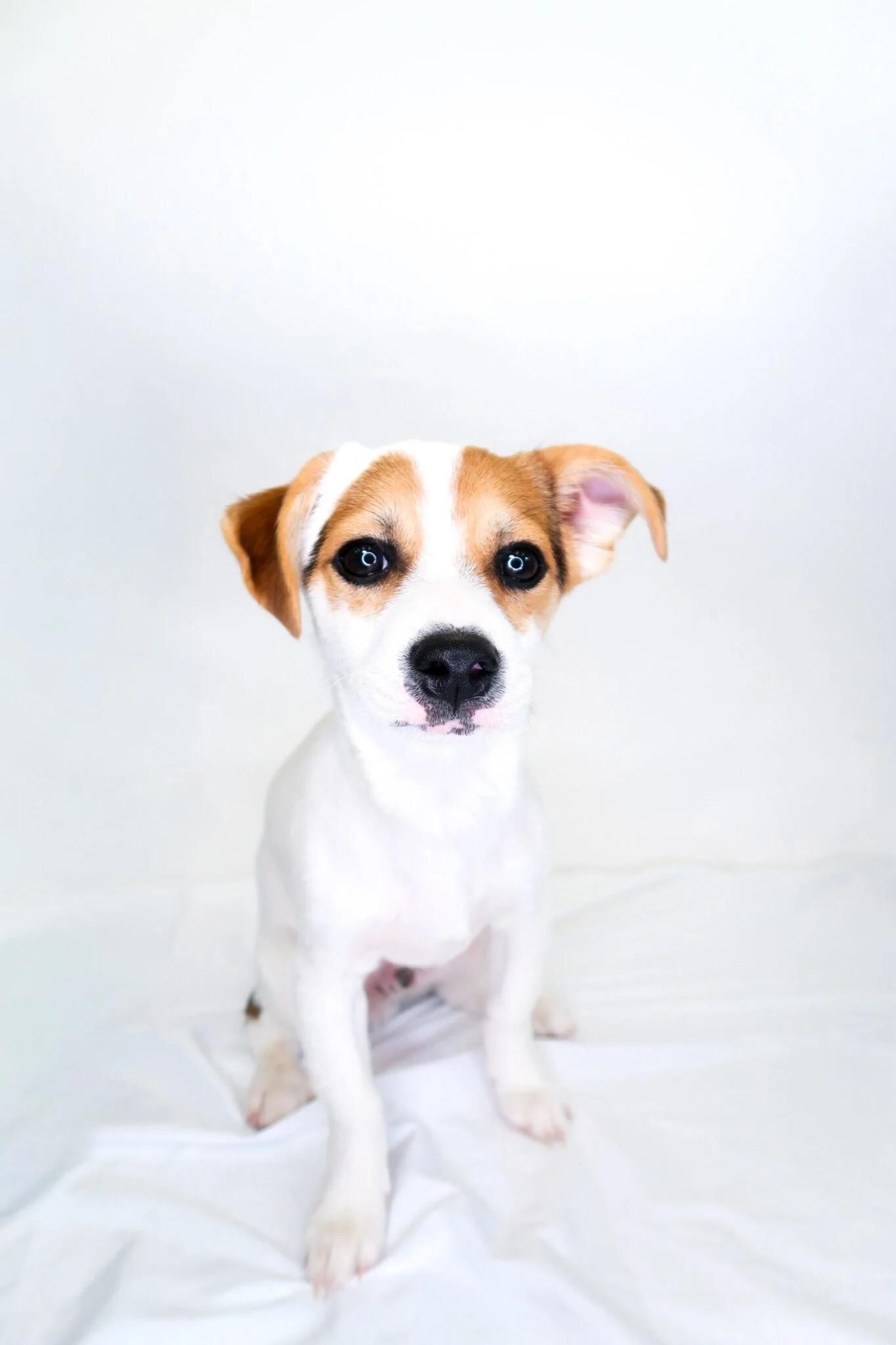 Tom Thumb, ADOPTABLE, Young Male Terrier.