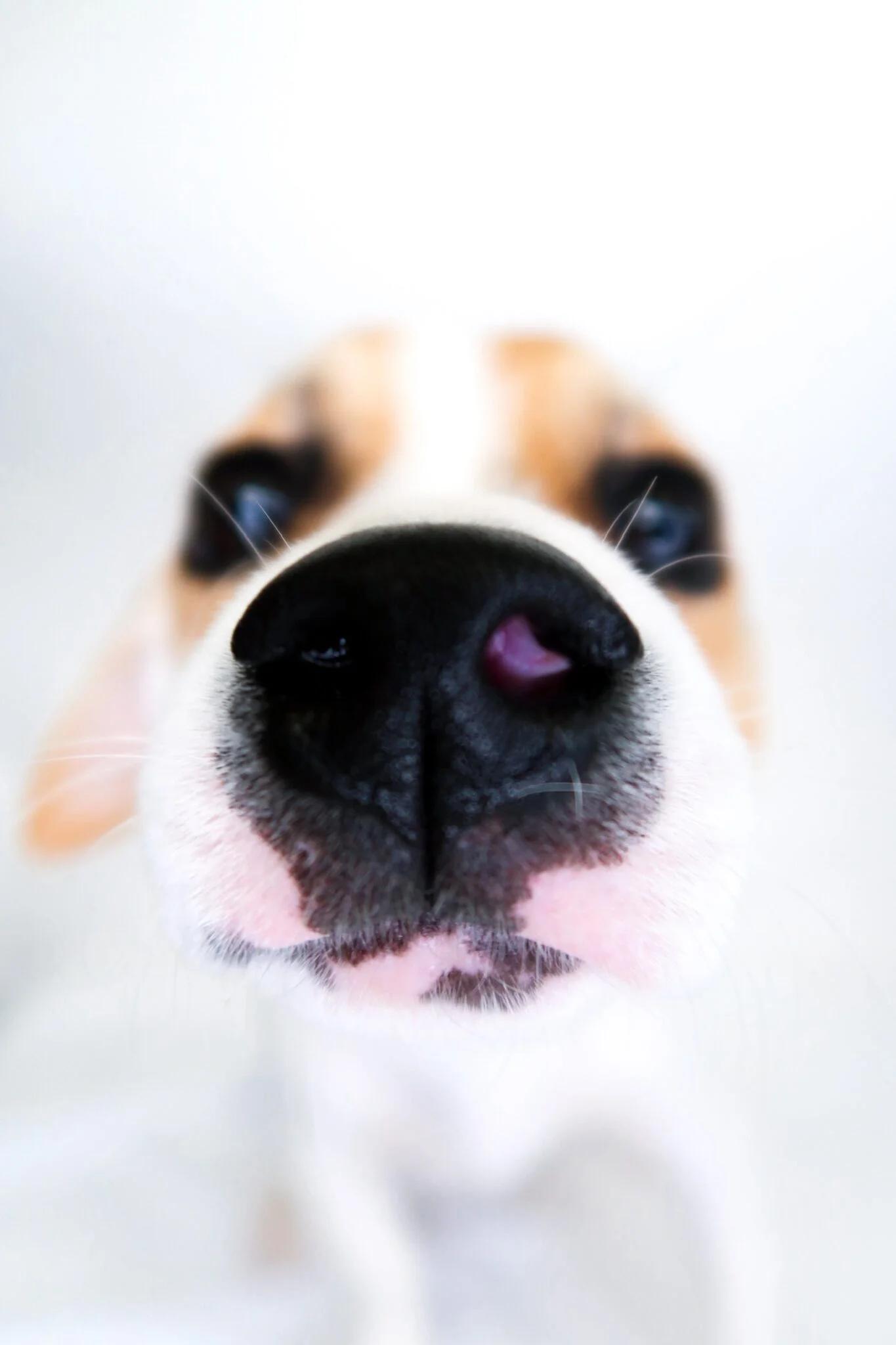 Enlarge Tom Thumb, a ADOPTABLE mixed breed in Bixby, OK image 4/5