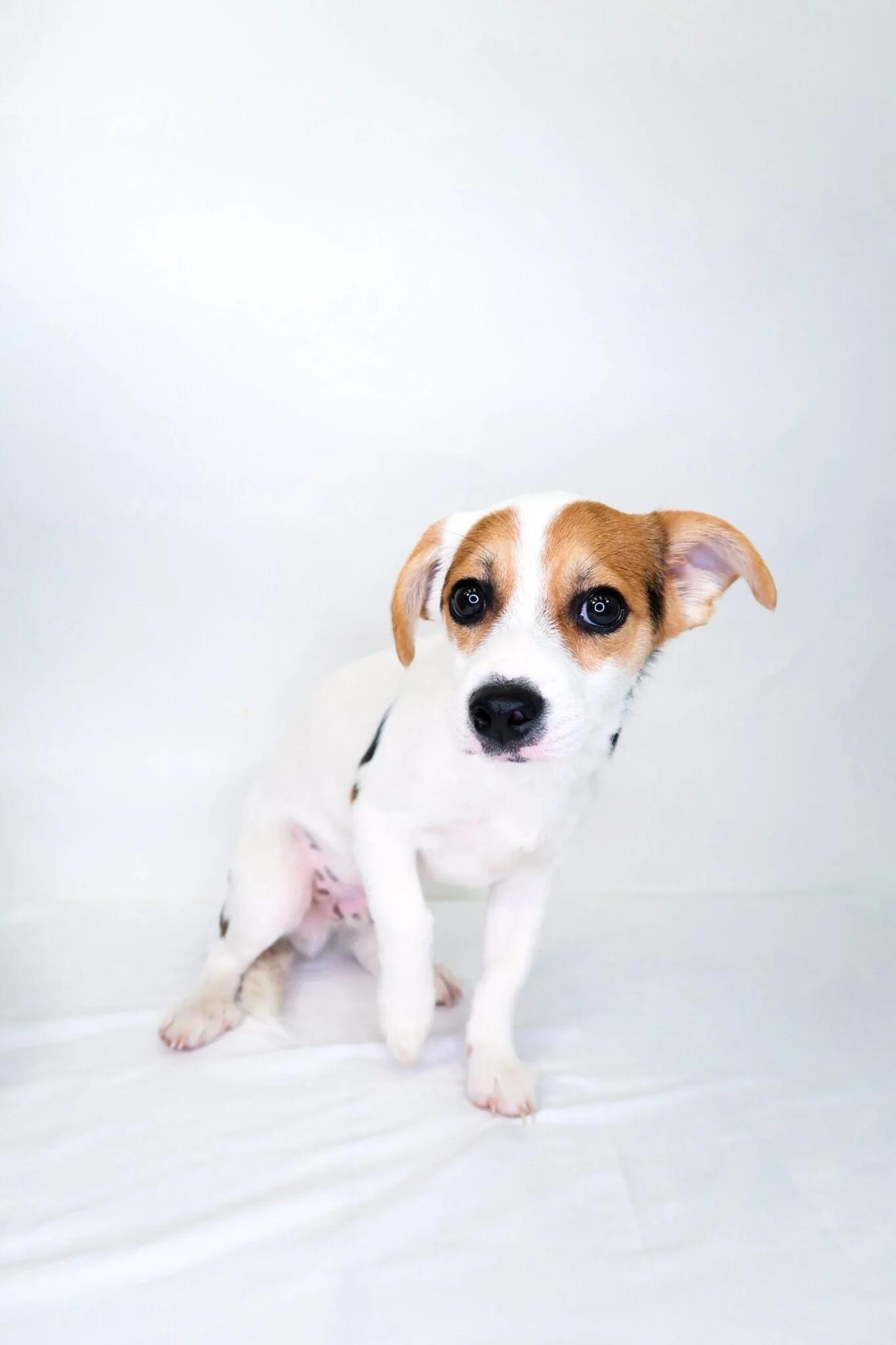 Enlarge Tom Thumb, a ADOPTABLE mixed breed in Bixby, OK image 3/5