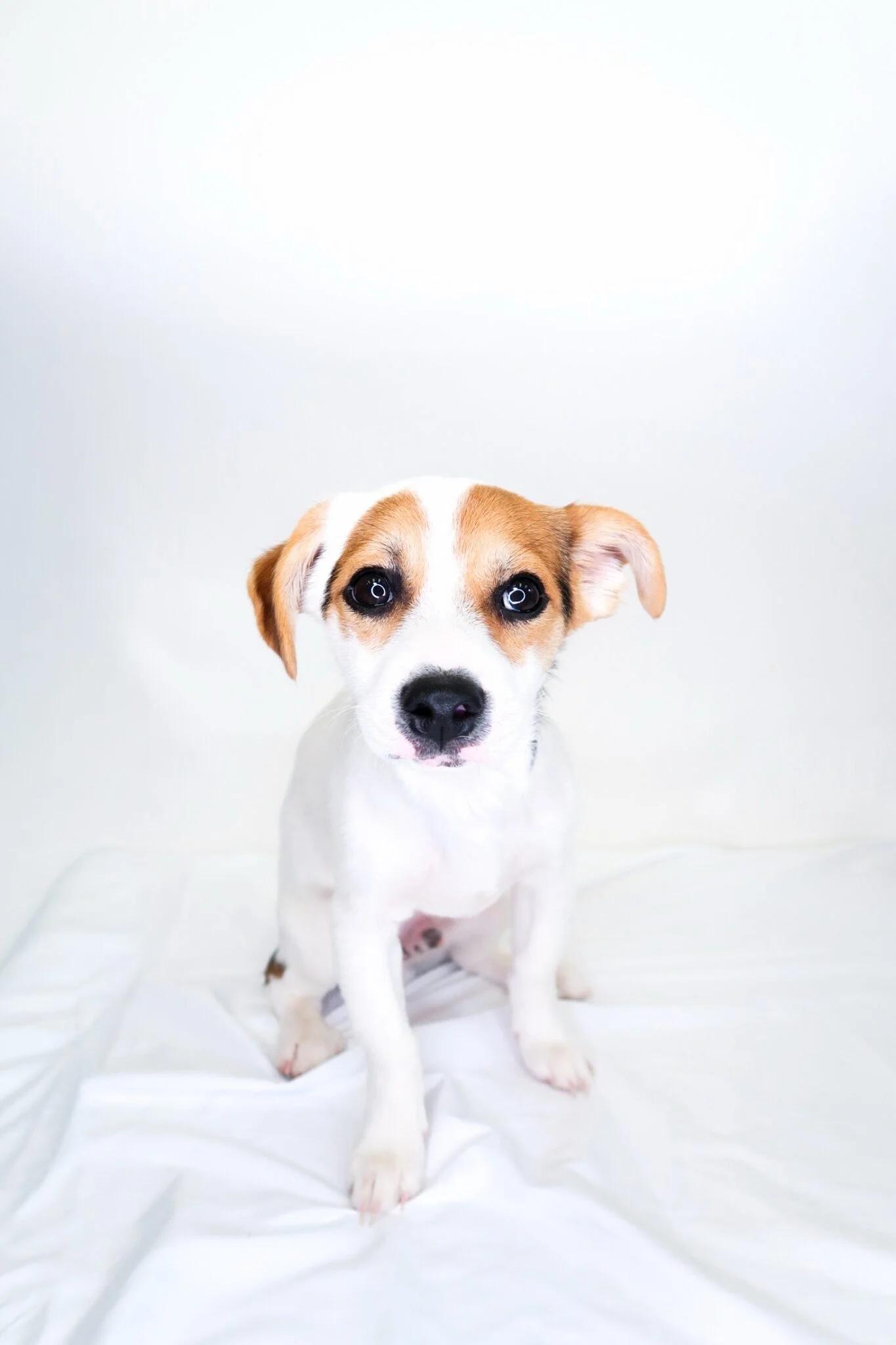 Enlarge Tom Thumb, a ADOPTABLE mixed breed in Bixby, OK image 5/5