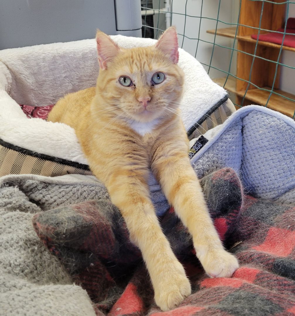 Schroeder, Adult Male Domestic Short Hair