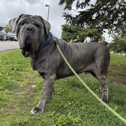 Solomon , an adopted Neapolitan Mastiff in Hilliard, OH image 2/3
