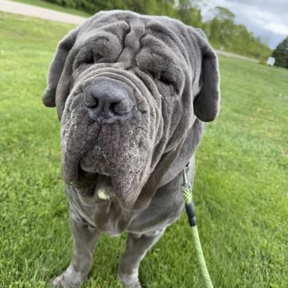 Solomon , an adopted Neapolitan Mastiff in Hilliard, OH image 1/3