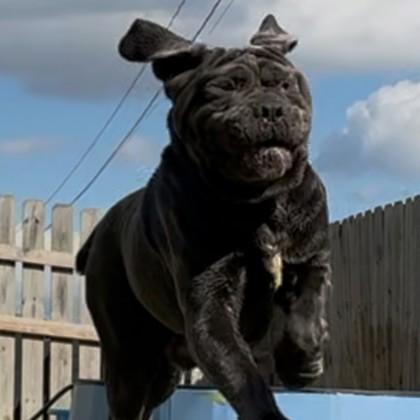 Solomon , an adopted Neapolitan Mastiff in Hilliard, OH image 3/3