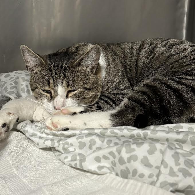 Pringles, Adoptable, Adult Male Domestic Short Hair.