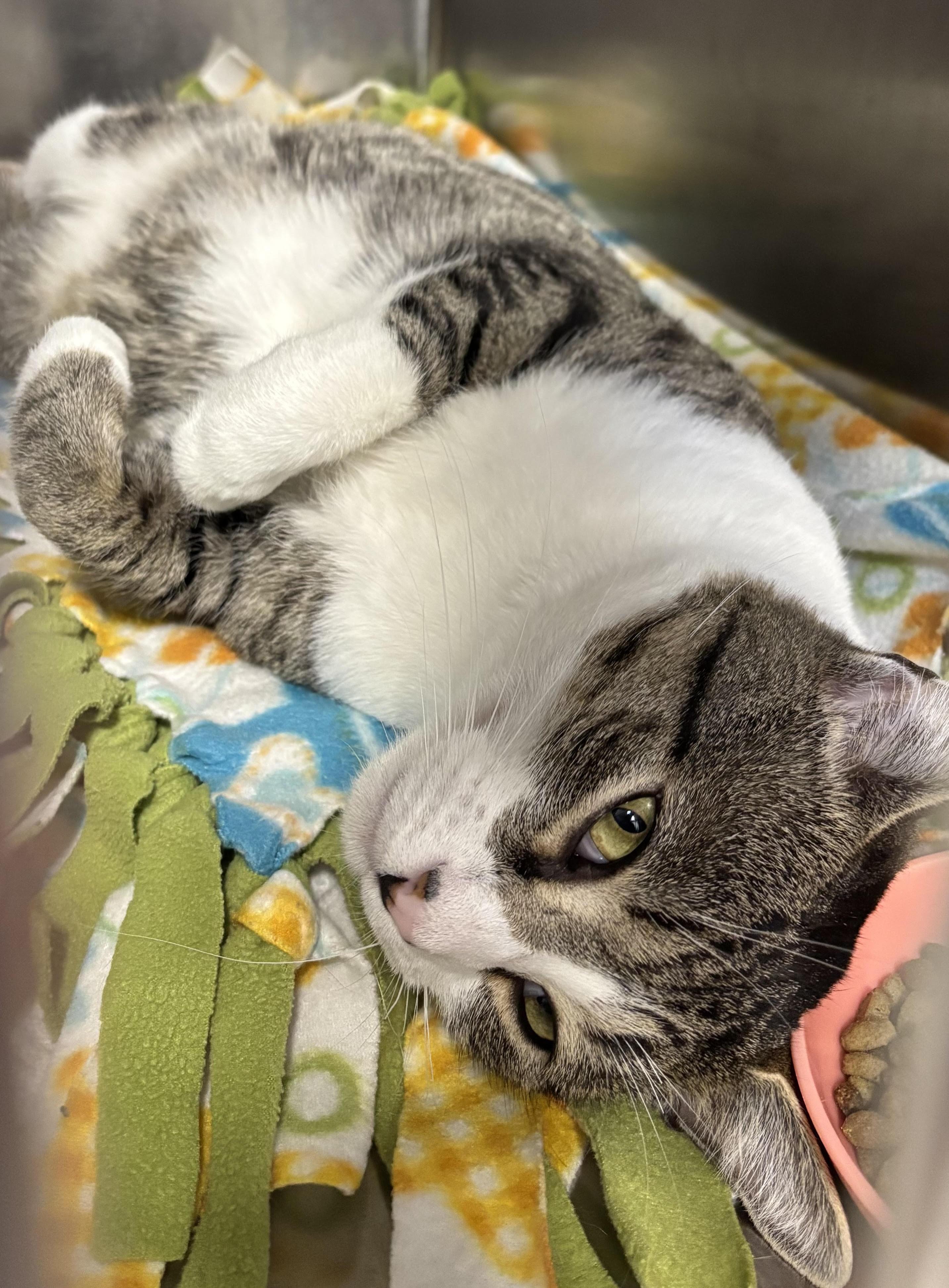 Enlarge Pringles, a Adoptable Domestic Short Hair in Marblehead, MA image 2/4