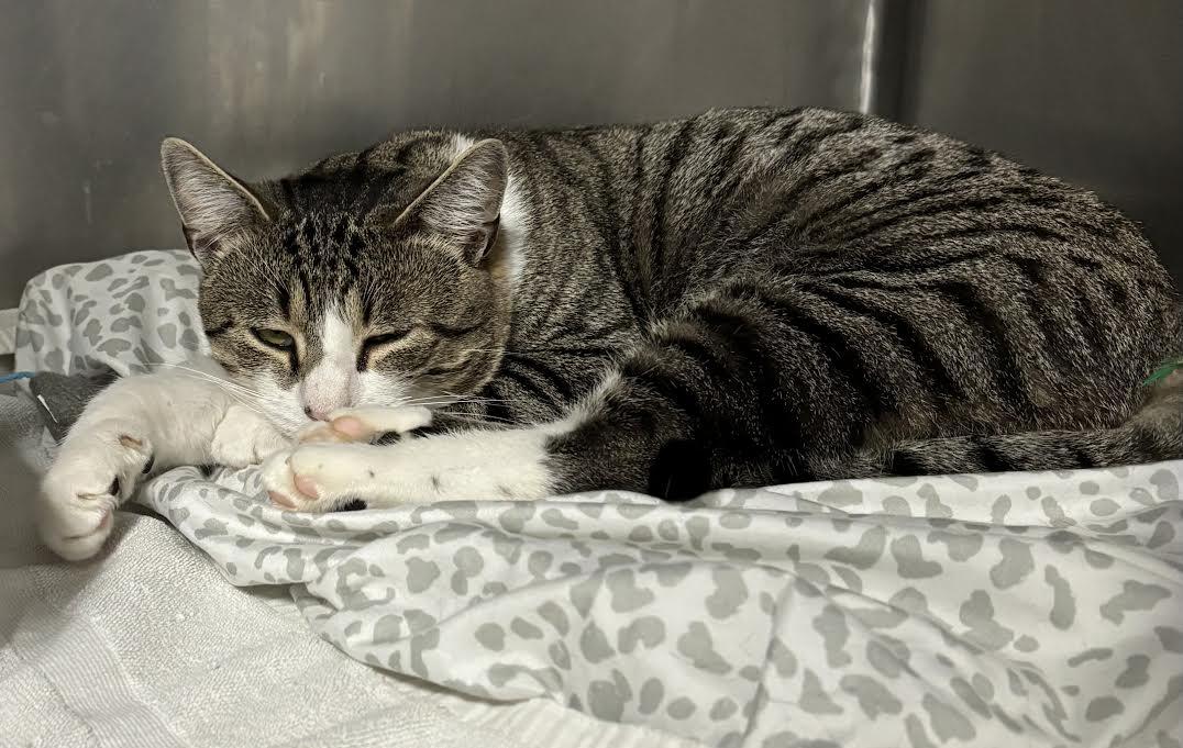 Enlarge Pringles, a Adoptable Domestic Short Hair in Marblehead, MA image 3/4