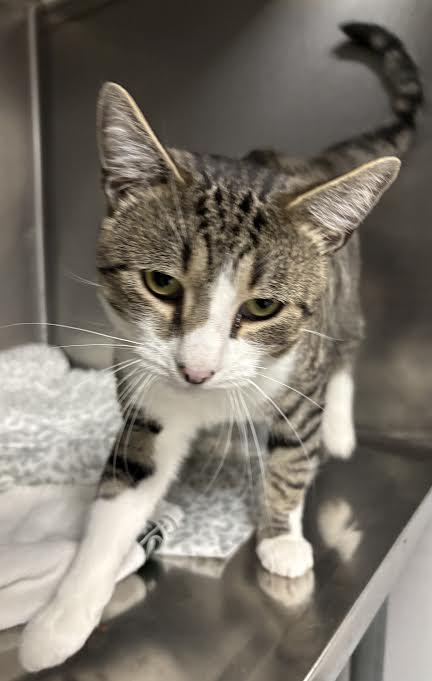 Enlarge Pringles, a Adoptable Domestic Short Hair in Marblehead, MA image 4/4