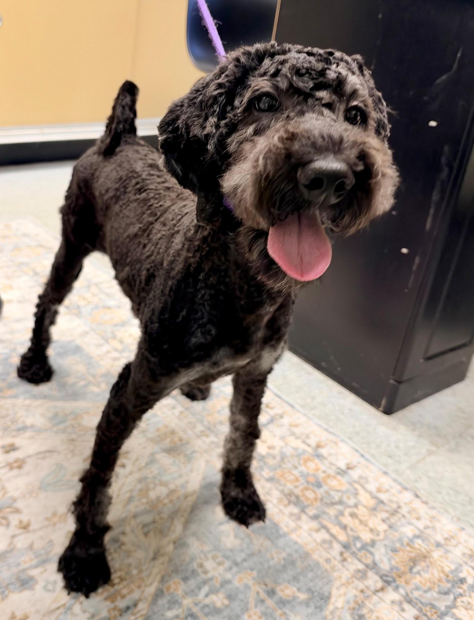 Enlarge Chloe, a Adoptable Labradoodle in Egg Harbor City, NJ image 2/2