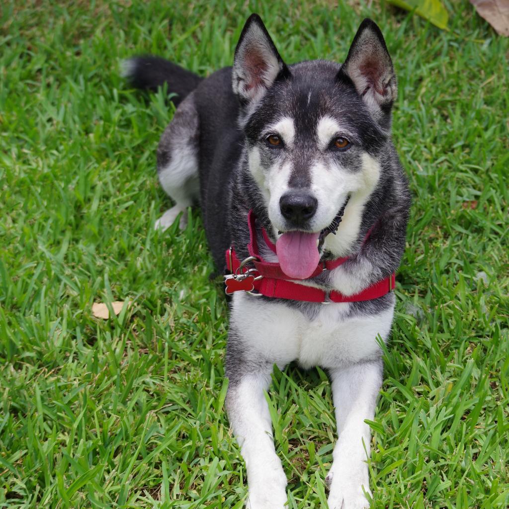 Enlarge Blake, a Adoptable mixed breed in Miami, FL image 1/6