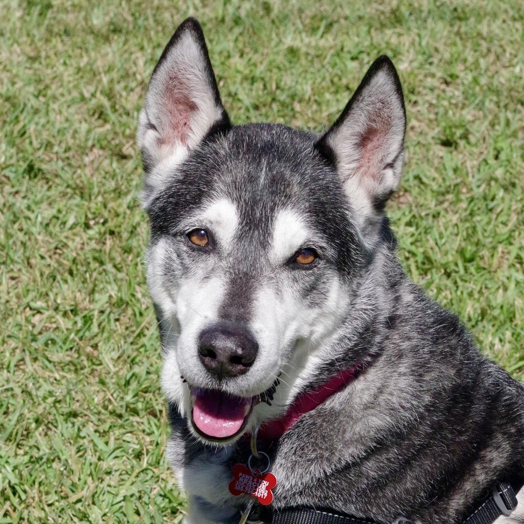 Blake, Adoptable, Senior Male Siberian Husky.