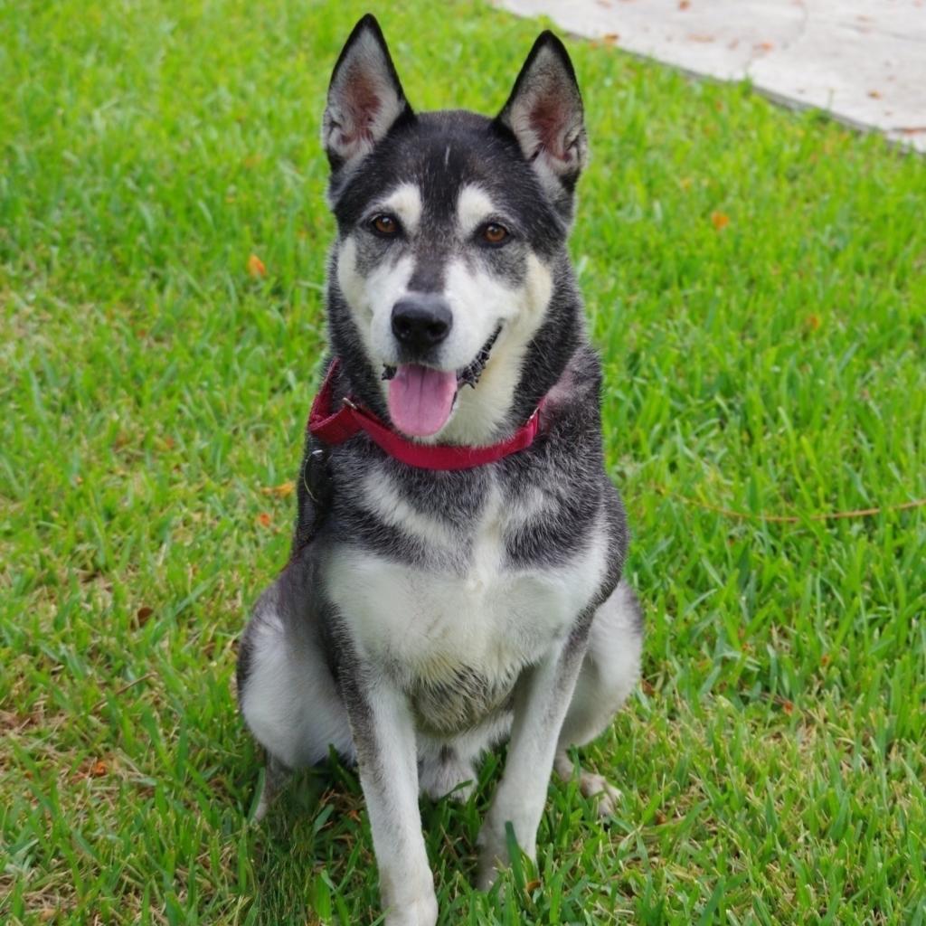 Enlarge Blake, a Adoptable mixed breed in Miami, FL image 2/6