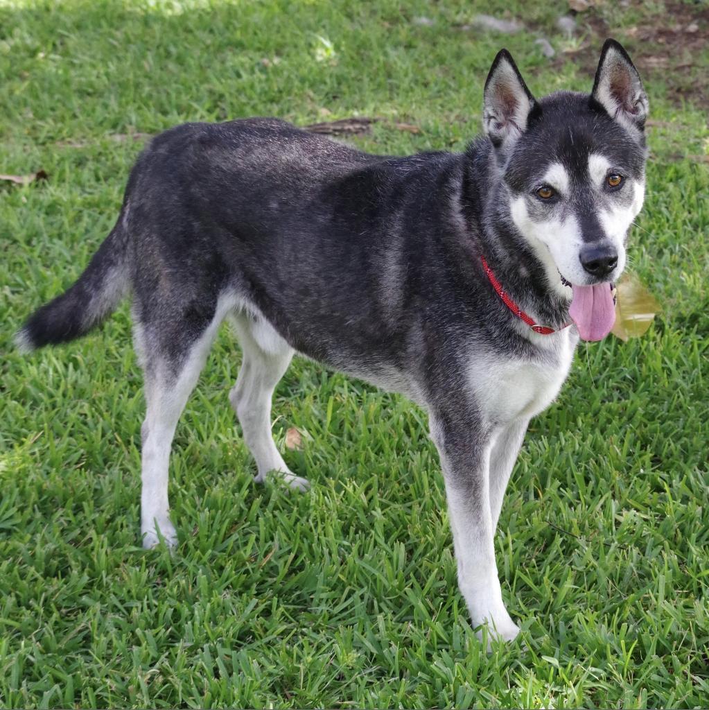 Enlarge Blake, a Adoptable mixed breed in Miami, FL image 4/6