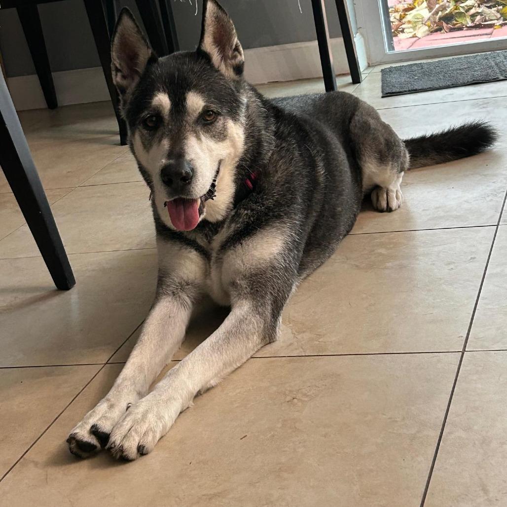 Enlarge Blake, a Adoptable mixed breed in Miami, FL image 6/6