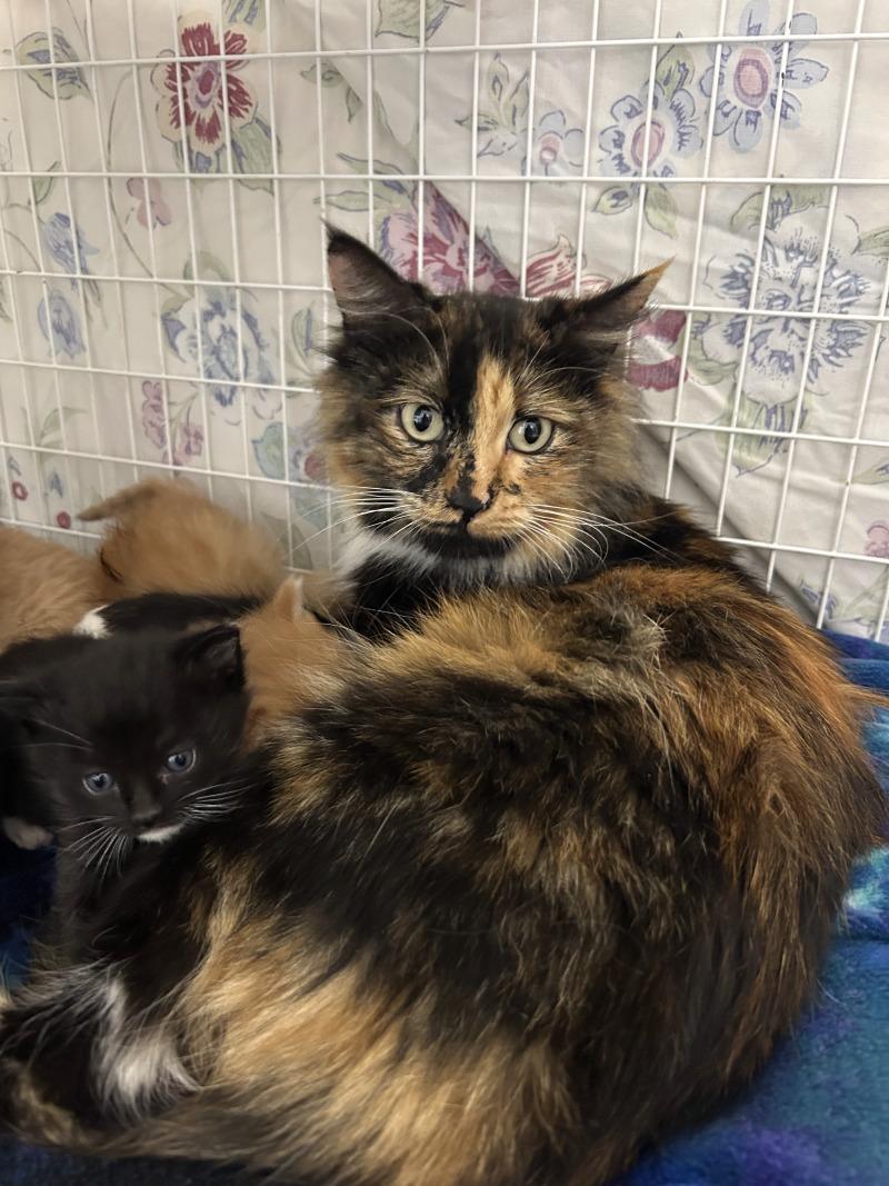 Yuna, Adoptable, Adult Female Domestic Long Hair.